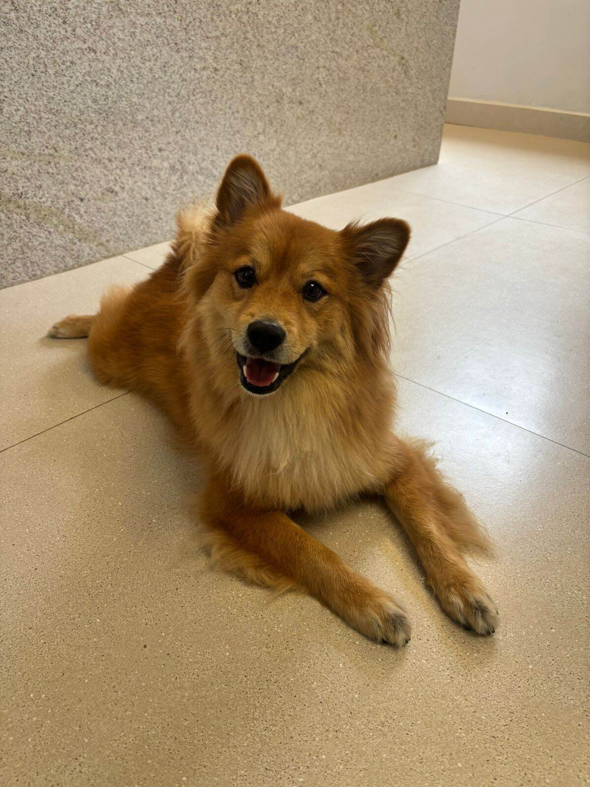 Layla, a mascote dócil da VetMed, deitada e sorrindo